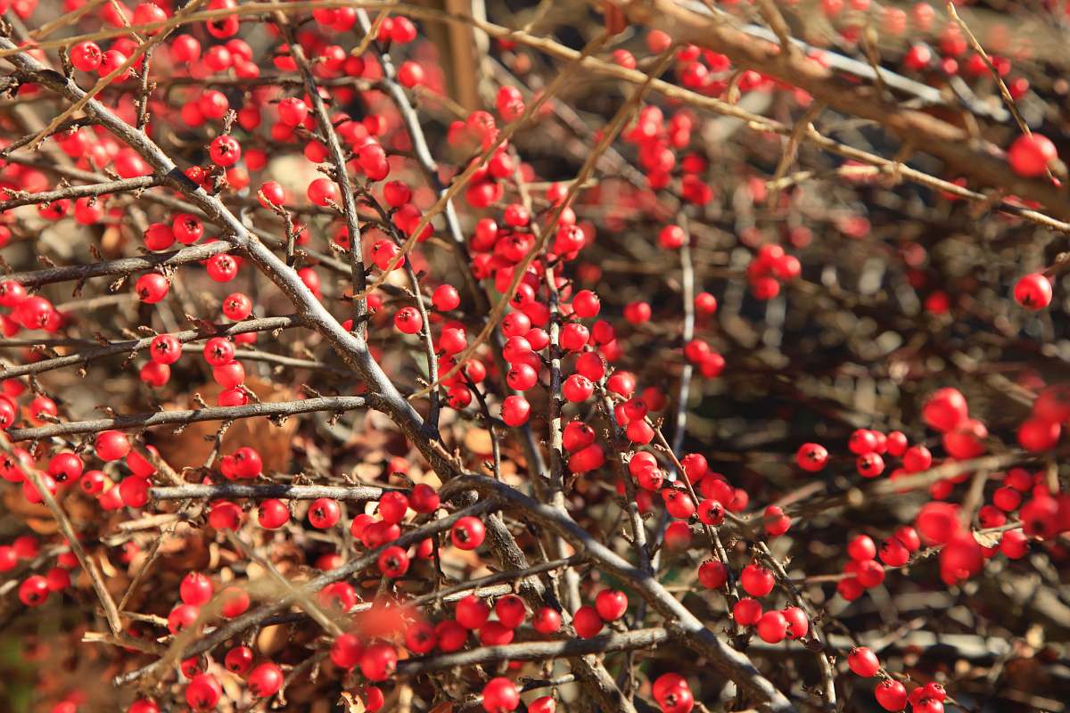 ornament red round fruits on tree branch plant